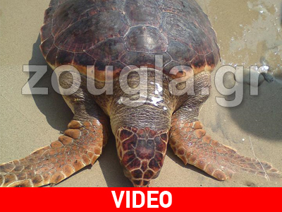 Μπλέχτηκε στα δίχτυα